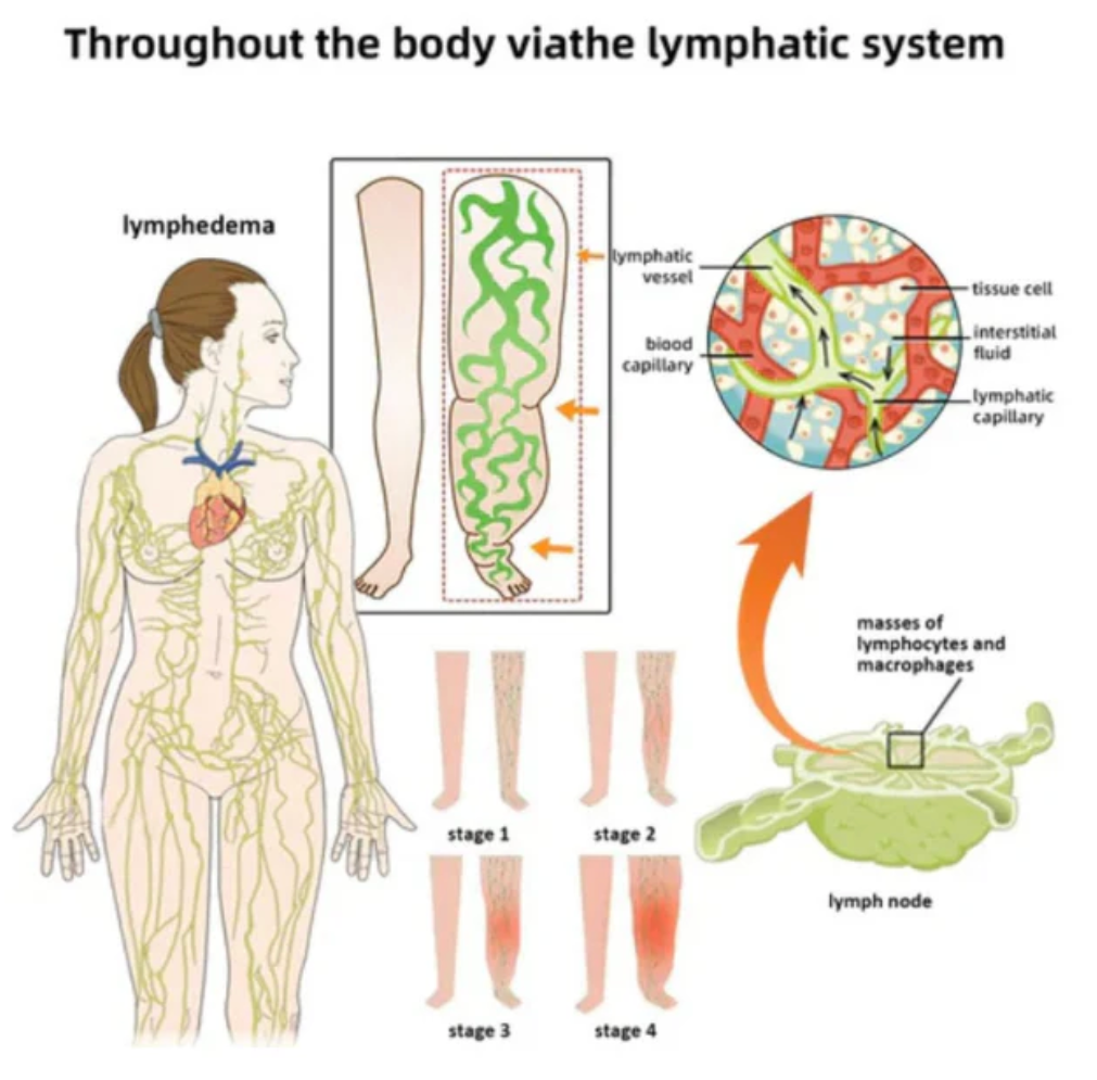 Bee Venom Detox Patches(10 Pcs)